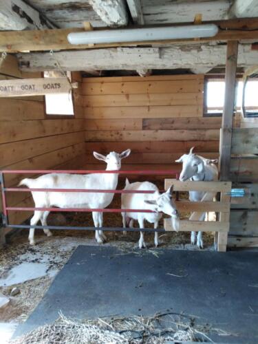 martha's goats